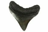 Posterior Megalodon Tooth - South Carolina #130785-2